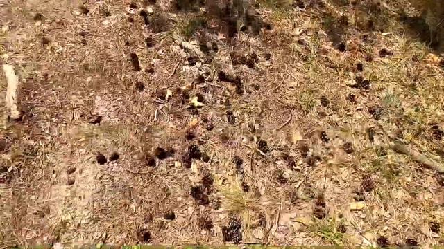 В сосновом бору попались маслята, 7 августа смотреть онлайн