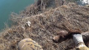 ОХОТА НА ФАЗАНА И ЗАЙЦА. Начало ноября 2020г.