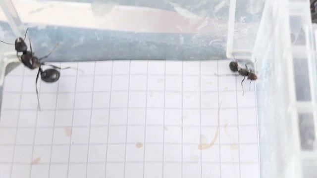 Messor arenarius (Israel) vs Messor muticus (Russia) 29.07.2023 смотреть онлайн