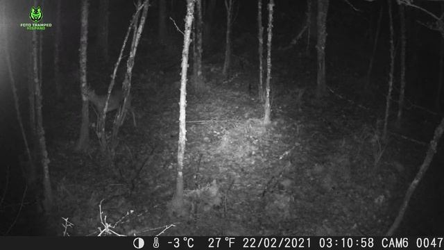 Elegante Corzo Suntekcam trail camera смотреть онлайн