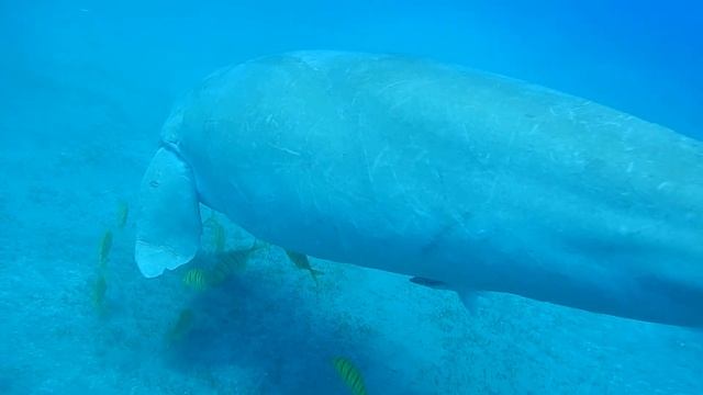 Таинства Красного моря смотреть онлайн