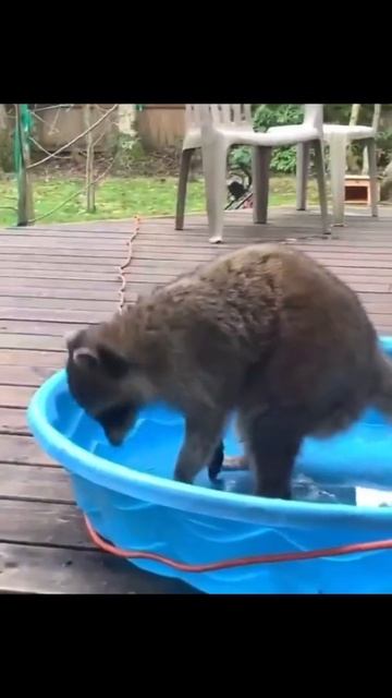 Subscribe #shorts смотреть онлайн