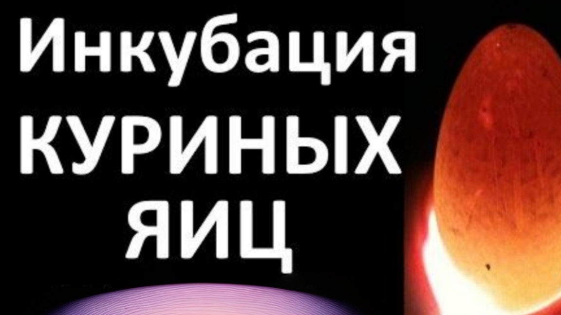 ИНКУБАЦИЯ КУРИНЫХ ЯИЦ. РЕЗУЛЬТАТ ИНКУБАЦИИ.