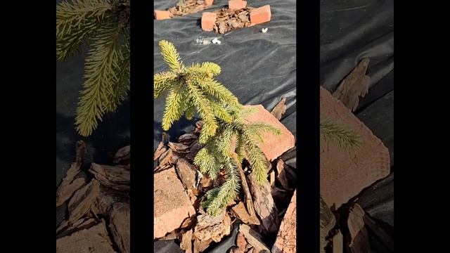 Знакомство с моим хвойным садом