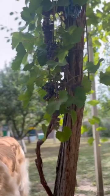 Nala🐶 Golden🐾 Retriever🦮 steals🤫 grapes🍇 funny🤪🤣 смотреть онлайн