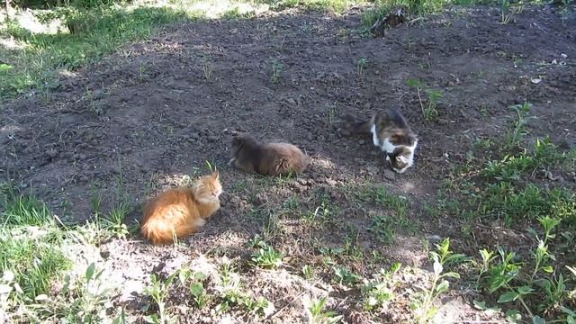 cats. dogs. Харьков, Харьковская область, коты. кошки. собаки. Kharkiv. Kharkov. смотреть онлайн