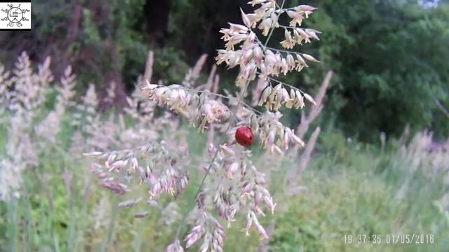 Ladybird - 20160501 смотреть онлайн