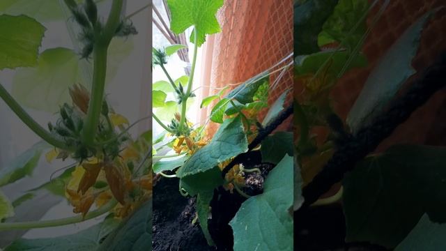 Мой урожай на окне!