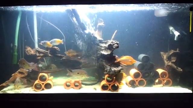 Geophagus Winemilleri and Seudas Comm