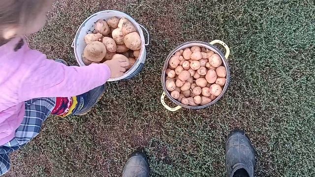 Архив как мы копали с внучкой картошку