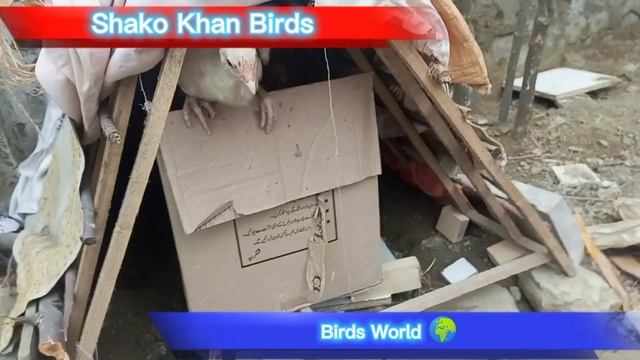 Aj meri murghi k ando sy chosay niklay | Chicks hatched from my hen's eggs today |