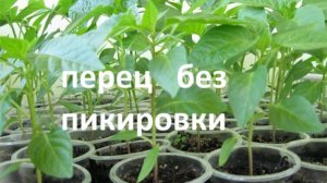 Сажаем сладкий перец на рассаду без пикировки. 1 часть.