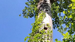 Класный водопад в близи Геленджика "Хвост Дрозда"