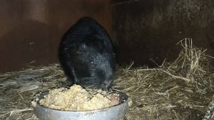 Очередной вечер на хозяйстве. НУТРИИ: бои без правил. 19.03.25