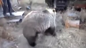 Мужик играет с медведем