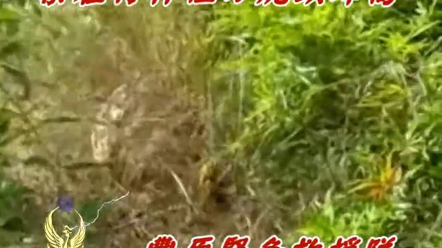 築在竹林裡ㄉ虎頭蜂窩(1102).mp4 смотреть онлайн