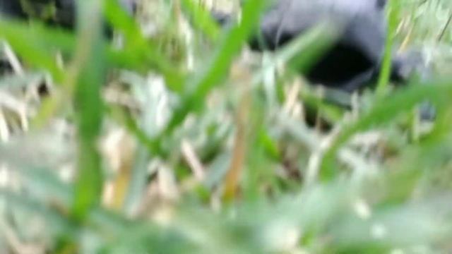 В поисках жаб 5 серия смотреть онлайн