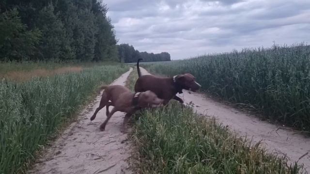 Вечерняя прогулка питбулек/ красивая природа смотреть онлайн