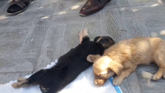 XORAZM  URGANCH IT BOZORI