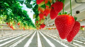 Ранний урожай клубники из минских теплиц собрали в Беларуси