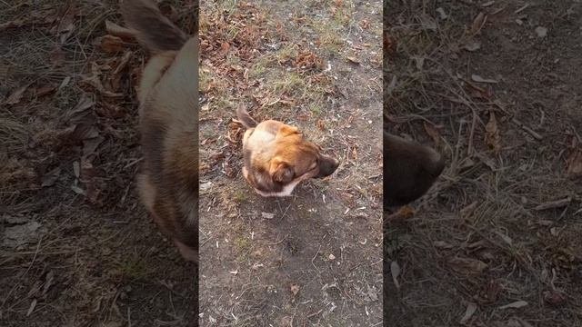 ШАРИК БЕГАЕТ ЗА МАШИНАМИ