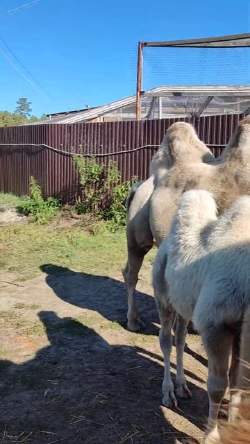 красивое ухо верблюда Яны, которую я приняла за мальчика смотреть онлайн