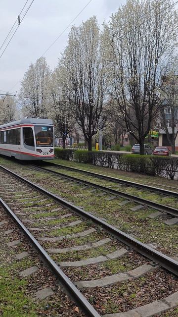 Цветущий весенний Краснодар парк Галицкого и ставропольская в розовых сливах