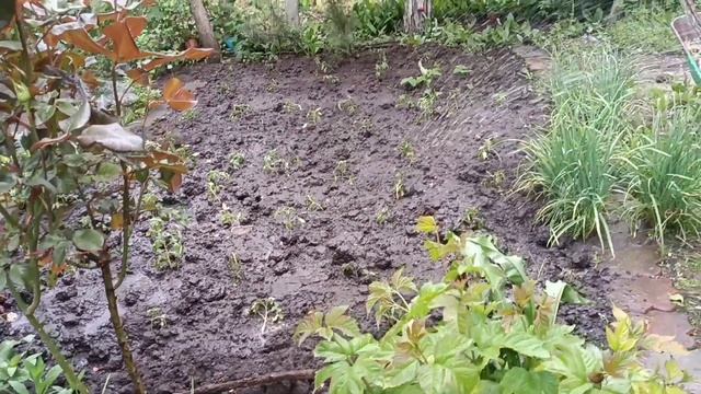 Валера занимается уборкой а я заболела.😏🥴🐕🐈⬛🐈 смотреть онлайн