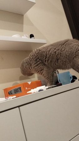 мой кот любопытный