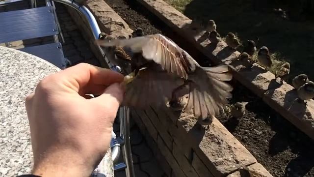 Мак-воробей смотреть онлайн