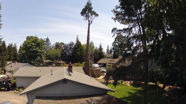 Giant Sequoia removal смотреть онлайн