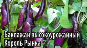 Баклажан высокоурожайный Король Рынка