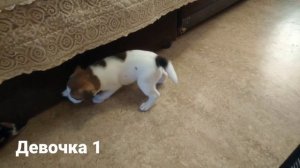 Щенки Джека Рассела в г. Казани.