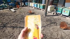 Обработки от клеща, после выпуска маток из изоляции.