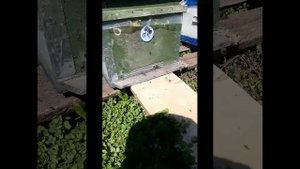 Стоит ли менять маток в  пойманных роях