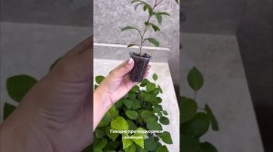 Гибискус комнатный с тройчатыми листочками 🍁