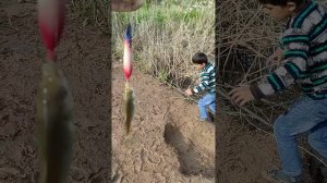 Мохи Капи Шахри Норак