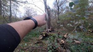 Профессиональный спил деревьев