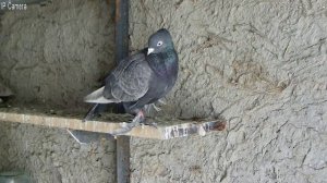 ГОЛУБИ ТАДЖИКИСТАН ИСФАРА PIGEONS OF TAJIKISTAN ISFARA 2025