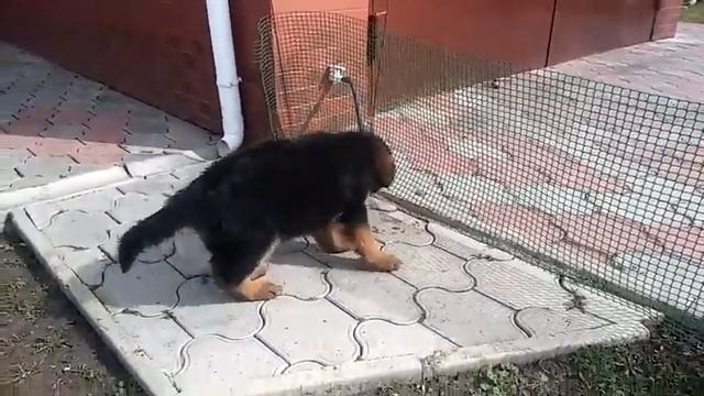 Баларис Цитадель 9 недель смотреть онлайн