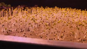 ПОСАДКА И ВЫРАЩИВАНИЕ / МИКРОЗЕЛЕНЬ НА АЭРОПОНИКЕ