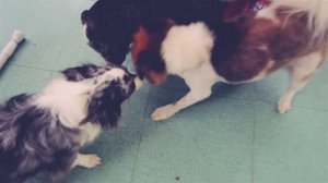 Подслушано у собак: разговор шпица и чихуахуа 🗣️🐶