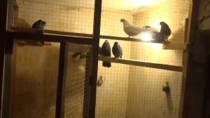 Николаевские голуби. Карантин обязателен.