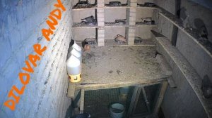 ГОЛУБИ ТАДЖИКИСТАН ИСФАРА PIGEONS OF TAJIKISTAN ISFARA 2025