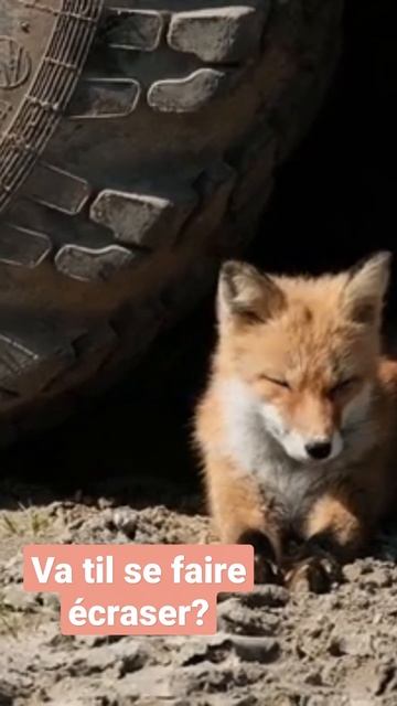 Va t'il se faire écraser ? #chacal #animals #dangerous #danger#loveanimals смотреть онлайн