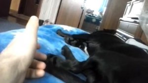 Собака боится щекотки)