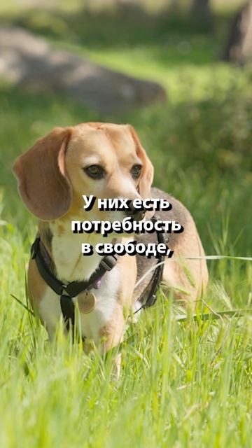 Идеальный поводок для вашей собаки: Как выбрать правильно? 🐶