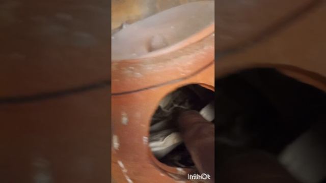 First Clutch of Fisher Love Birds Chicks.| Breeding Progress of Love Birds.| Fisher Parrot.| #chick