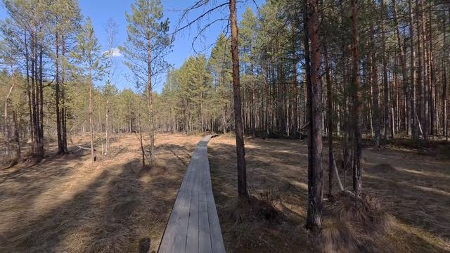 Вишенское болото без воды 30.03.2025