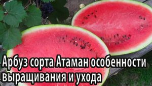 Арбуз сорта Атаман особенности выращивания и ухода